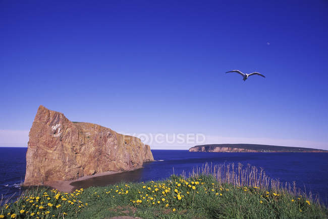 Seagull frying over meadow at Perce Rock on Gaspe Peninsula, Quebec, Canada. — Stock Photo
