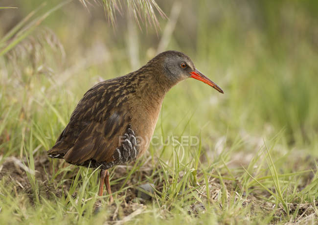 Virginia rail waterbird em pé na grama verde costeira, close-up . — Fotografia de Stock