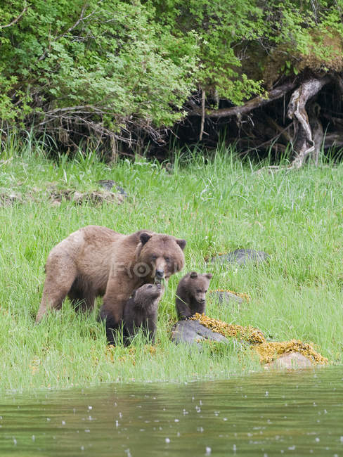 Urso pardo com filhotes comendo grama verde no prado pela água . — Fotografia de Stock