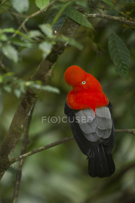 Andean cock-of-the-rock perched on branch in forest of Peru. — Stock Photo