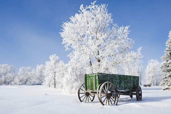 Старый зеленый фургон и деревья в мороз рядом с Oakband, Манитоба, Канада — стоковое фото