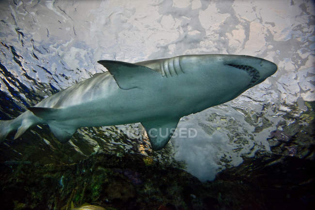 Vista a basso angolo dello squalo che nuota nella laguna pericolosa, Toronto, Canada — Foto stock
