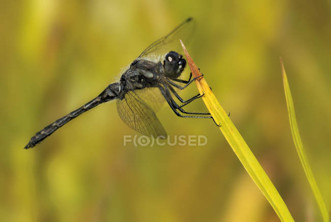 Чорний meadowhawk dragonfly посадки на заводі, Закри. — стокове фото