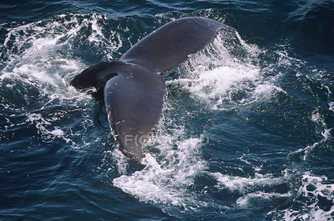 Cola de ballena jorobada saltando en el agua en Terranova, Canadá . - foto de stock