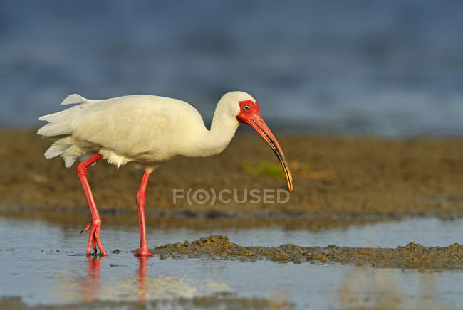 Ibis blanc pataugeant dans les marais des zones humides — Photo de stock