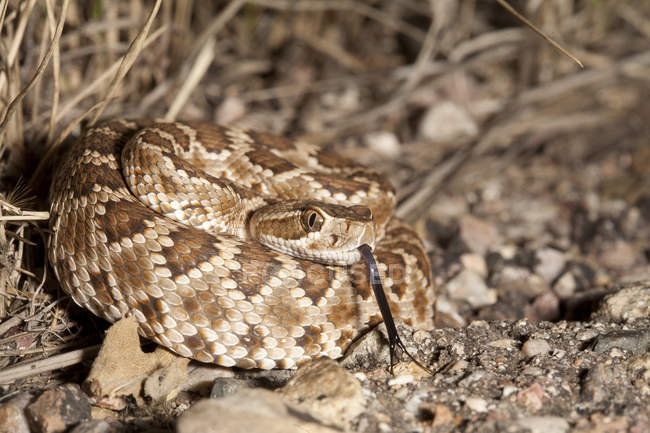 Mohave Зелена гримуча змія в природному середовищі існування Арізона, США — стокове фото