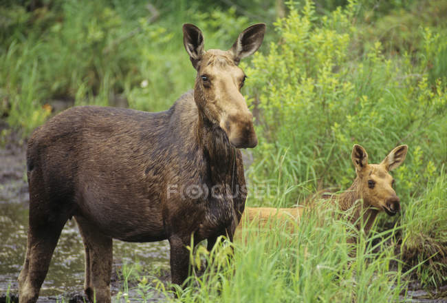 Лось с теленком в болотной воде провинции Алгонкин, Онтарио, Канада . — стоковое фото