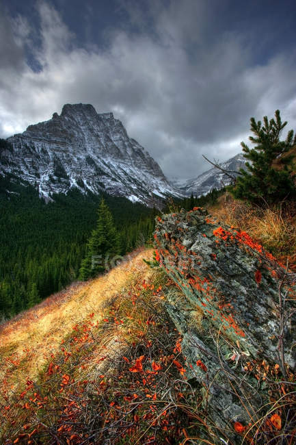 Автумная листва с горы Лайнхэм, Национальный парк Уотертон Лейкс, Альберта, Канада — стоковое фото