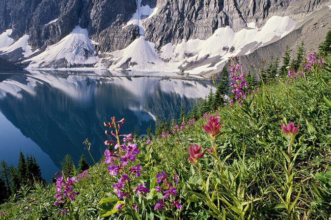 Flores de leña y pincel en el prado en Floe Lake, Parque Nacional Yoho, Columbia Británica, Canadá - foto de stock