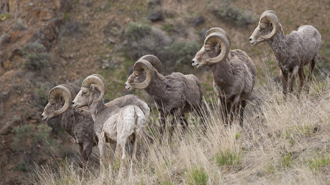 Group of California bighorn sheep in meadow of Kootenay Region, British Columbia, Canada — Stock Photo