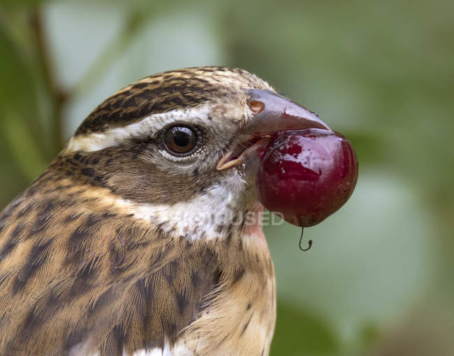 Pássaro de bico grosso de peito rosa com baga vermelha no bico . — Fotografia de Stock