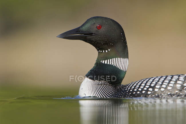 Common loon swimming on pond, close-up — Stock Photo