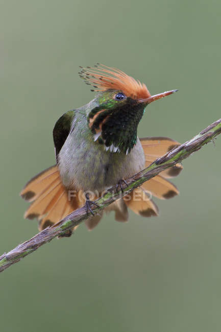 Rufous-crested coquette hummingbird perched on branch in tropical forest. — Stock Photo