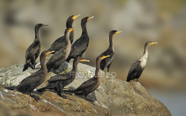 Bain de soleil de cormorans à aigrettes sur des rochers près de Victoria Harbour, Canada . — Photo de stock