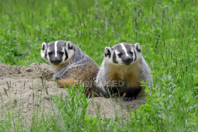 American badger kits at natal burrow, British Columbia, Canada — Stock Photo