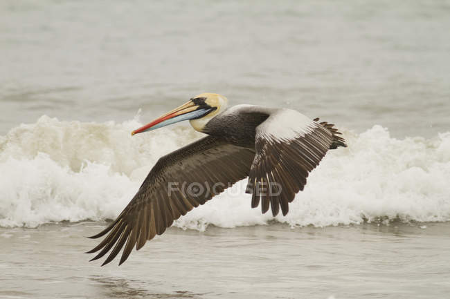 Peruvian pelican flying over water in Ecuador — Stock Photo