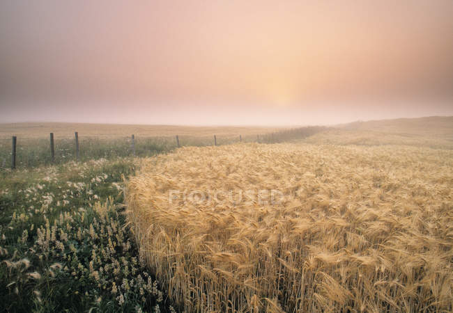 Cultivos de cebada y cerca de Holanda, Manitoba, Canadá - foto de stock