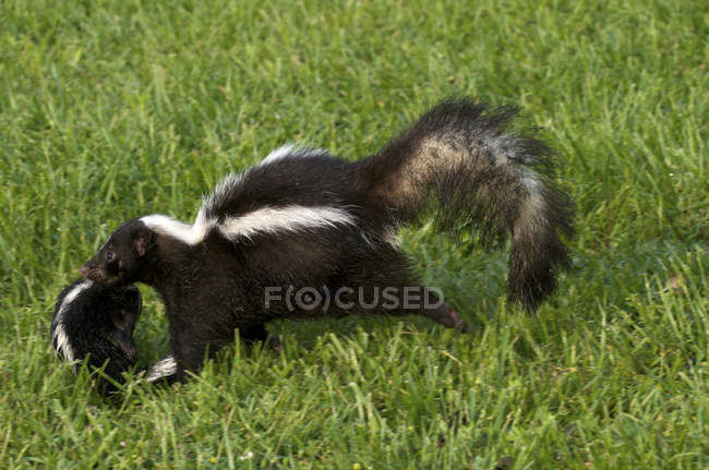 Wild Striped skunk carrying baby animal to den, Quetico Provincial Park, Ontario, Canada — Stock Photo