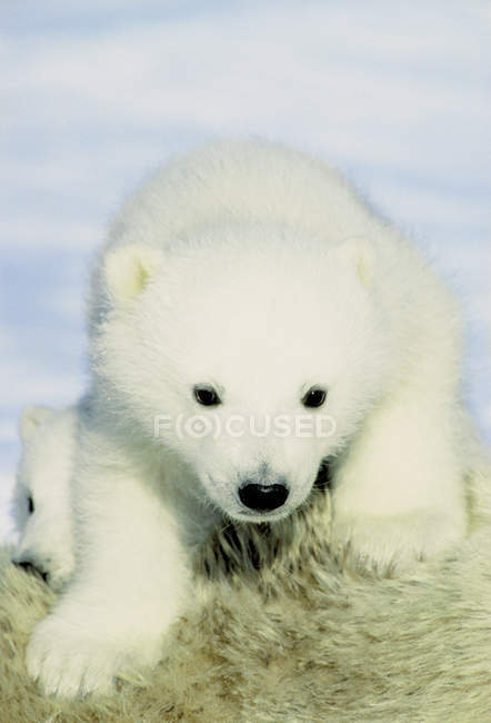 Oso polar cachorros abrazándose en piel de animal hembra en la nieve del Ártico Canadá
. - foto de stock