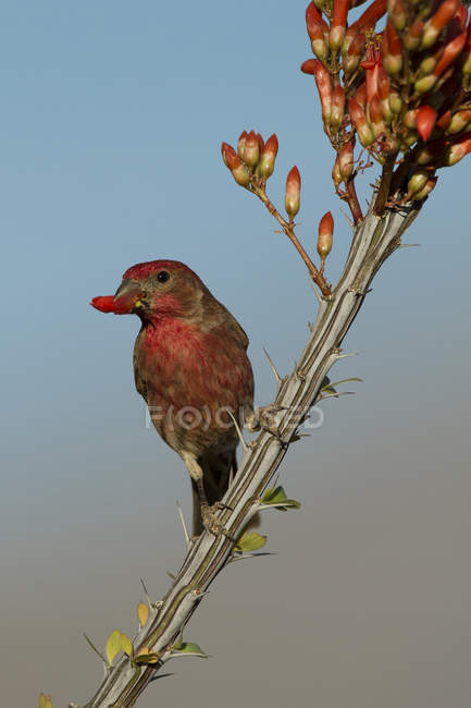 House finch perched on plant with berry in beak — Stock Photo