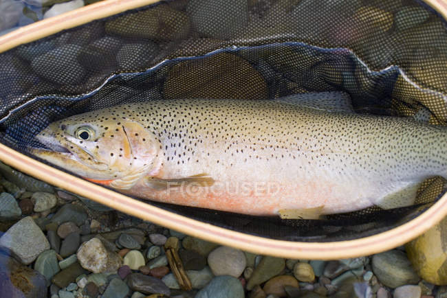 High angle view of freshly caught trout in fishing net — Stock Photo