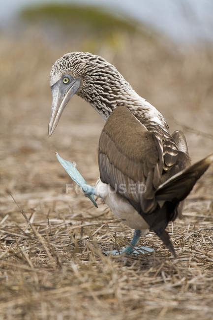 Blue-footed booby walking on dry grass on west coast of Ecuador — Stock Photo