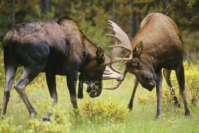 Moose batting on meadow in Jasper National Park, Alberta, Canada. — Stock Photo