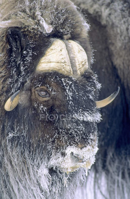Stier-Moschus mit Frost bedeckt, Uferinsel, Nordwest-Territorien, arktisches Kanada. — Stockfoto