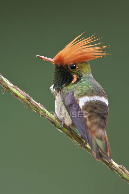 Rufous-crested coquette hummingbird perched on branch in tropical forest. — Stock Photo