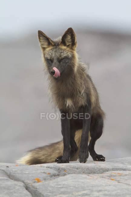 Arctic fox standing on rocks with eyes closed. — Stock Photo