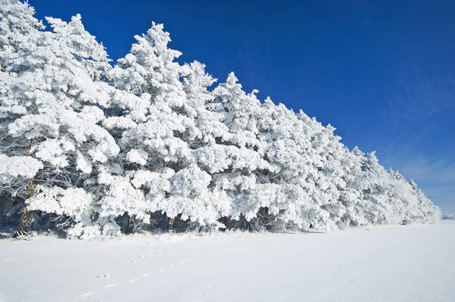 Hoarfrost em árvores perto de Cooks Creek, Manitoba, Canadá — Fotografia de Stock