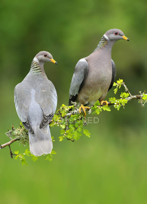 Pombos de cauda elástica no poleiro Hawthorn no parque — Fotografia de Stock
