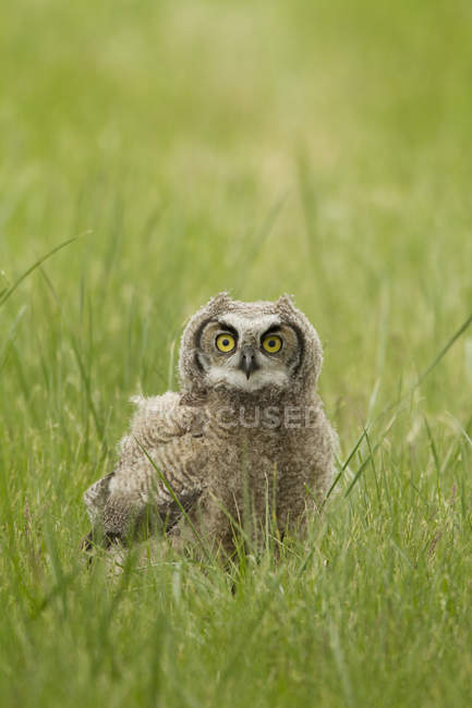 Great horned owl fledgling sitting in green grass. — Stock Photo