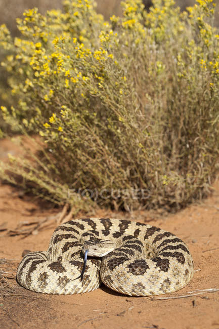 Grande cascavel bacia em pose defensiva no deserto do Arizona, EUA — Fotografia de Stock