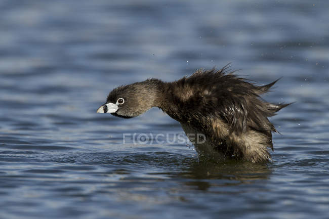 П'єдестатна пташеня, що стоїть у воді, крупним планом — стокове фото