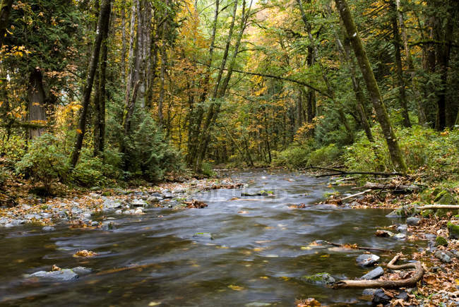 Mountain creek im goldstream provincial park, langford, britisch columbia, kanada. — Stockfoto