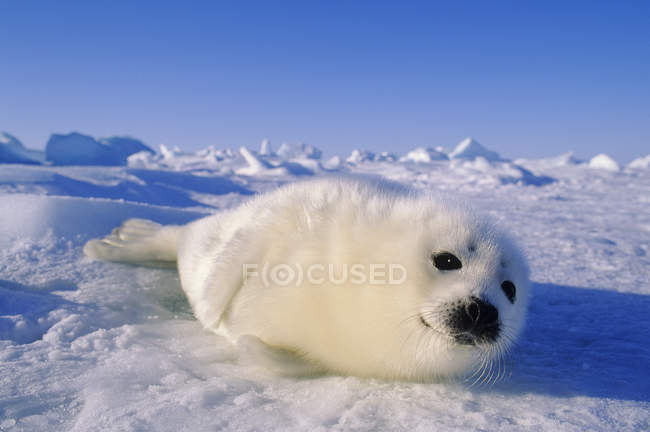 Мальовничий вид на тюленя арфи, який спить на снігу . — стокове фото