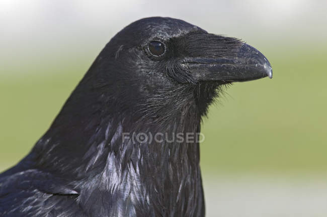 Retrato de close-up de corvo comum ao ar livre
. — Fotografia de Stock