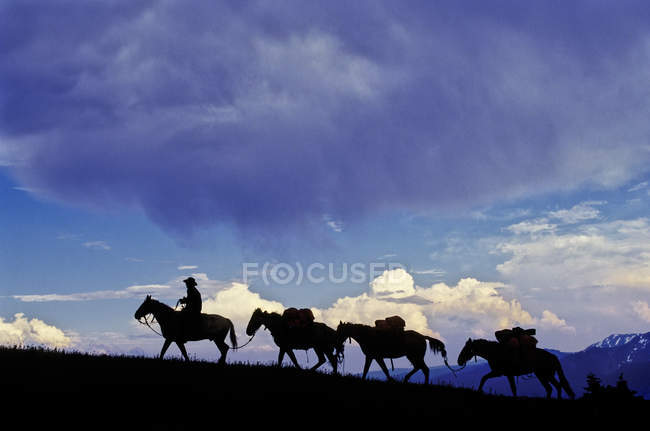 Randonnée à cheval dans les monts Cariboo, Colombie-Britannique, Canada . — Photo de stock