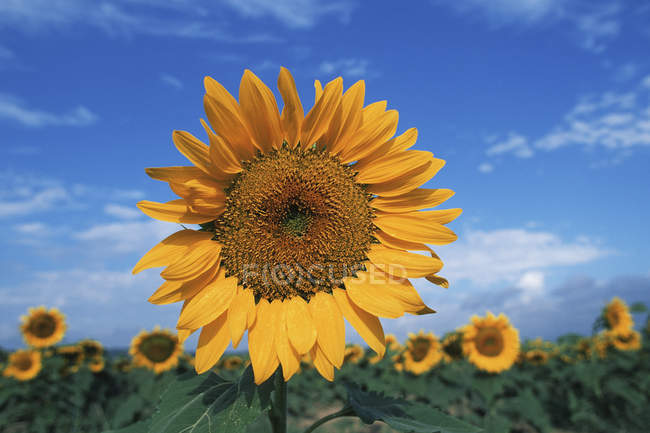 Sunflower seed head rising over plants in field, British Columbia, Canada. — Stock Photo