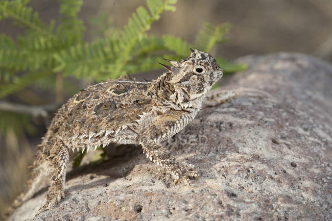 Lucertola cornuta in piedi sulla roccia in Arizona, Stati Uniti — Foto stock
