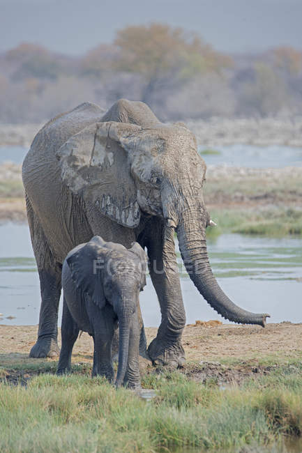 African elephants at waterhole in Etosha National Park, Namibia — Stock Photo