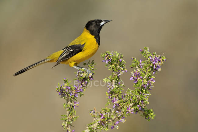 Audubon oriole sitting on perch in park, close-up. — Stock Photo