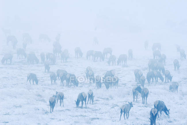 Rebanho de alce no início da manhã nevoeiro no Waterton Lakes National Park, Alberta, Canadá . — Fotografia de Stock