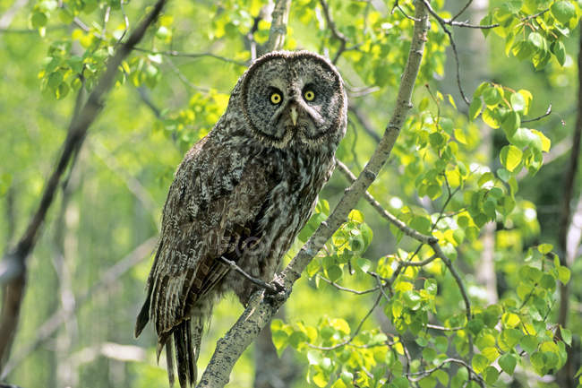 Adult great gray owl resting on tree branch in forest — Stock Photo