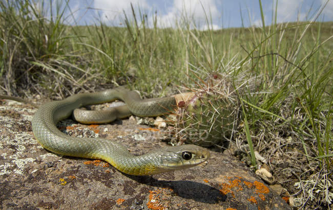 Oriental racer serpente rastejando no prado de Saskatchewan, Canadá — Fotografia de Stock