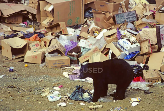 Американский черный медведь на муниципальной свалке, Британская Колумбия, Канада — стоковое фото