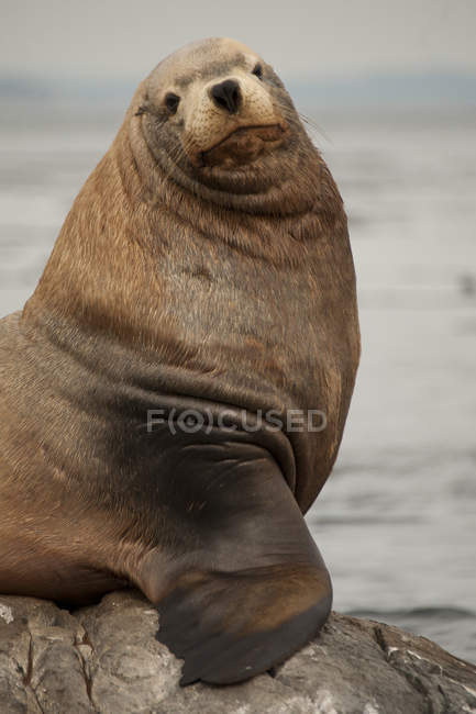 Close-up of Steller sea lion resting on Race Rocks, Victoria, Canada — Stock Photo