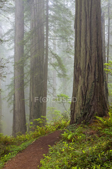 Redwoods along trail in Del Norte Coast Redwoods State Park, California, Estados Unidos - foto de stock