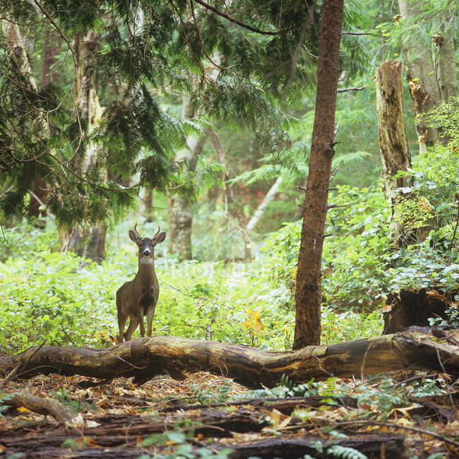 Blacktail veado fanfarrão na floresta verde — Fotografia de Stock